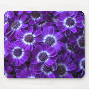 Lila Cinerarias Mousepad