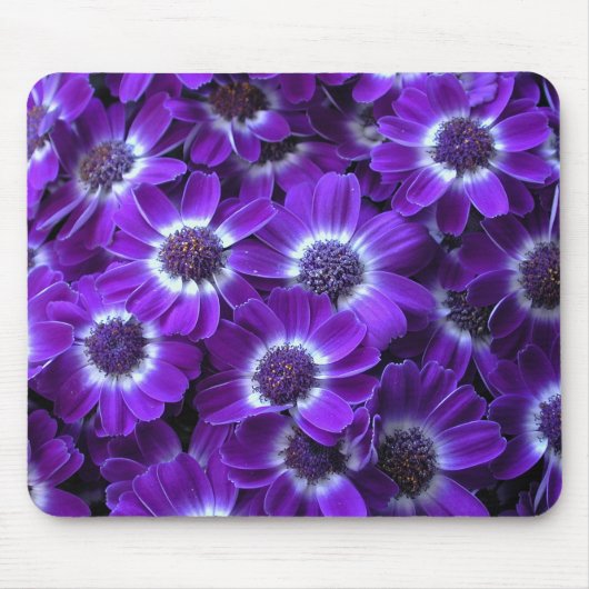 Lila Cinerarias Mousepad (Vorne)