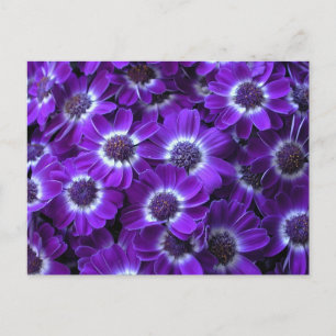 Lila Cinerarias Postkarte
