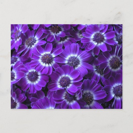 Lila Cinerarias Postkarte (Vorderseite)