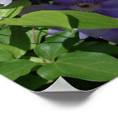 Lila Clematien auf Zaun bei Sonnenlicht Poster (Ecke)