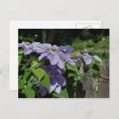 Lila Clematis auf Zaun-Blume Postkarte (Vorne/Hinten)