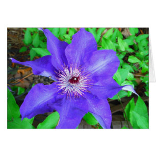 Lila Clematis-Blume