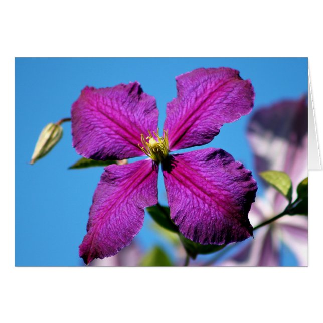 Lila Clematis-Blume (Vorderseite (Horizontal))