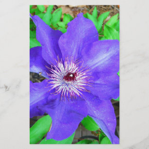 Lila Clematis-Blume Briefpapier
