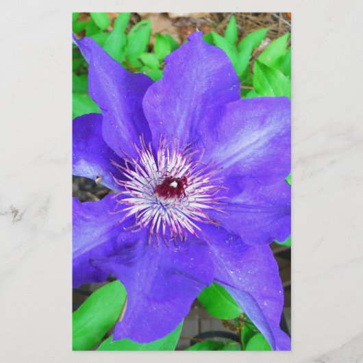 Lila Clematis-Blume Briefpapier (Vorderseite)