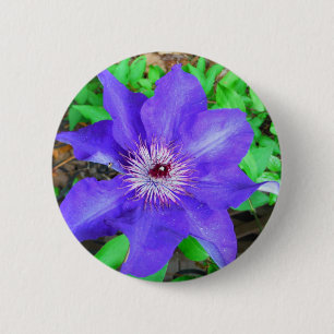 Lila Clematis-Blume Button