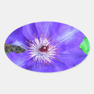 Lila Clematis-Blume Ovaler Aufkleber
