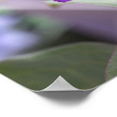 Lila Clematis-Blume Poster (Ecke)