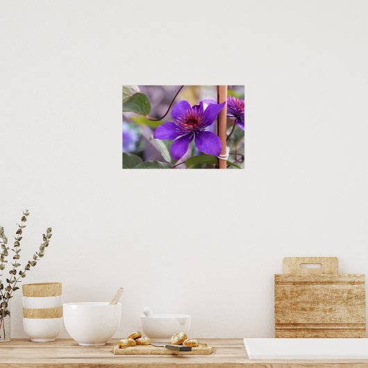 Lila Clematis-Blume Poster (Küche)