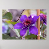 Lila Clematis-Blume Poster (Vorne)