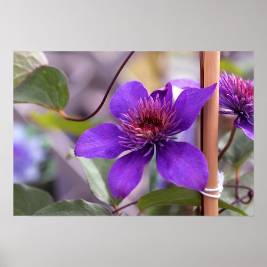 Lila Clematis-Blume Poster (Vorne)