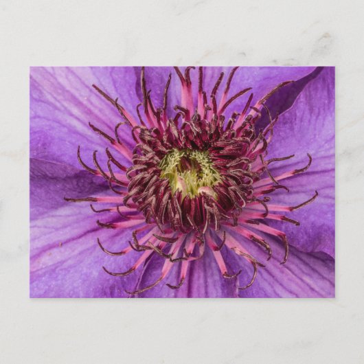 Lila Clematis-Blume Postkarte (Vorderseite)