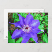 Lila Clematis-Blume Postkarte (Vorne/Hinten)