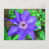 Lila Clematis-Blume Postkarte (Vorderseite)