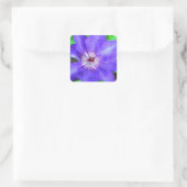 Lila Clematis-Blume Quadratischer Aufkleber (Tasche)
