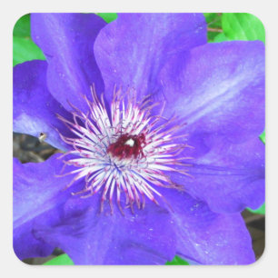 Lila Clematis-Blume Quadratischer Aufkleber