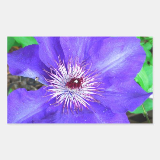 Lila Clematis-Blume Rechteckiger Aufkleber (Vorderseite)