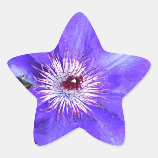 Lila Clematis-Blume Stern-Aufkleber (Vorderseite)