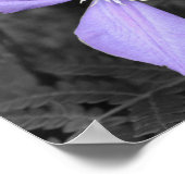 Lila Clematis-Blume - Teilfarbigkeit Poster (Ecke)