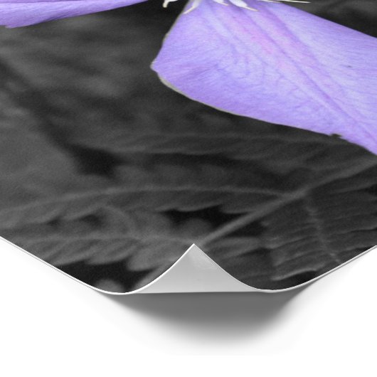 Lila Clematis-Blume - Teilfarbigkeit Poster (Ecke)