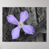 Lila Clematis-Blume - Teilfarbigkeit Poster (Vorne)