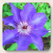 Lila Clematis-Blume Untersetzer (Vorderseite)