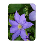 Lila Clematis Dankbarkeit Magnet (Vertikal)