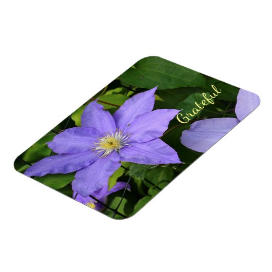Lila Clematis Dankbarkeit Magnet (Linke Seite)