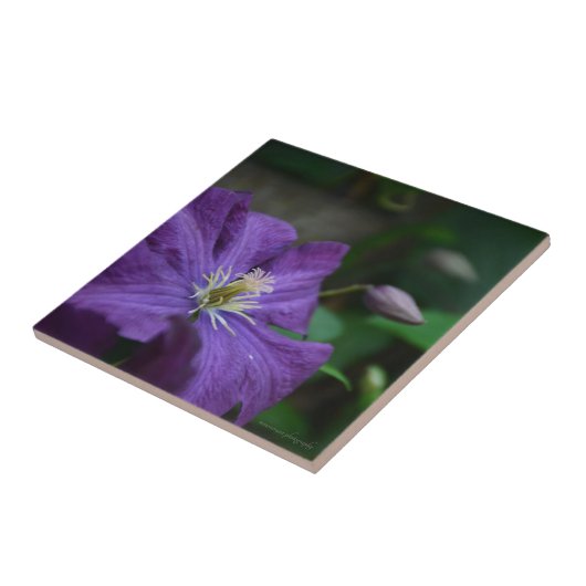 Lila Clematis Fliese (Seite)
