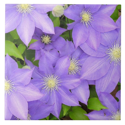 LILA CLEMATIS (FOTOG) GROSSE KERAMIK TILE/TRIVET FLIESE (Vorderseite)