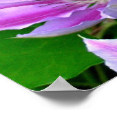 Lila Clematis Fotografierplakat/ Drucken Poster (Ecke)