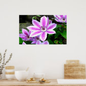 Lila Clematis Fotografierplakat/ Drucken Poster (Küche)