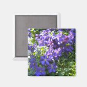 Lila Clematis Magnet (Vorderseite/Rückseite)