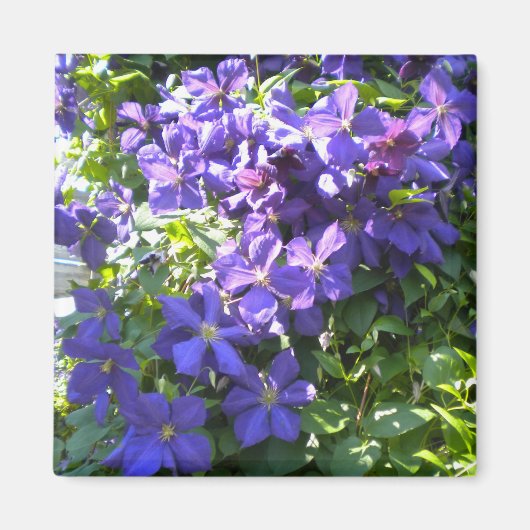 Lila Clematis Magnet (Vorne)