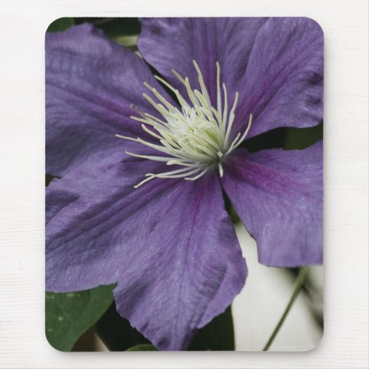 Lila Clematis Mousepad (Vorne)