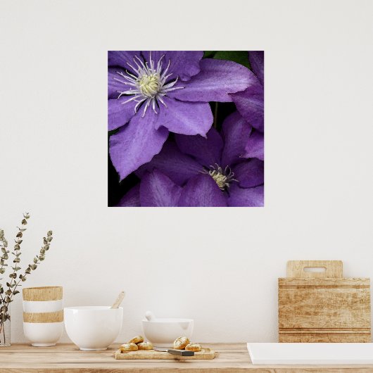Lila Clematis Poster (Küche)
