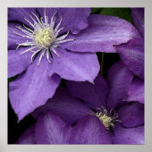 Lila Clematis Poster (Vorne)