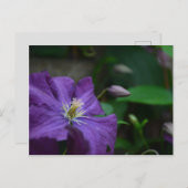 Lila Clematis Postkarte (Vorne/Hinten)