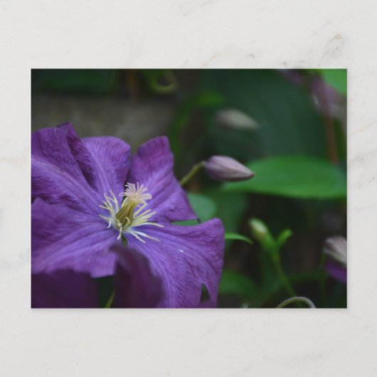 Lila Clematis Postkarte (Vorderseite)
