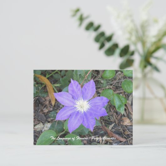 Lila Clematis Postkarte (Stehend Vorderseite)