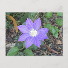 Lila Clematis Postkarte