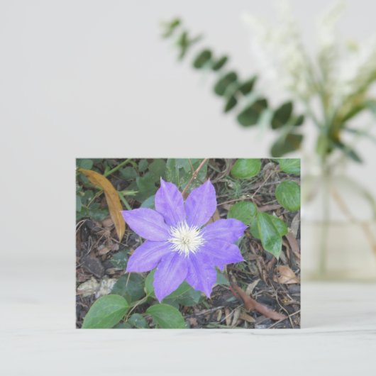 Lila Clematis Postkarte (Stehend Vorderseite)