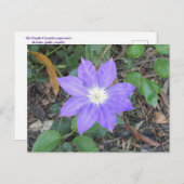 Lila Clematis Postkarte (Vorne/Hinten)