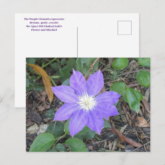 Lila Clematis Postkarte (Vorne/Hinten)