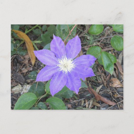 Lila Clematis Postkarte (Vorderseite)