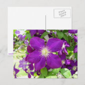 Lila Clematis Postkarte (Vorne/Hinten)