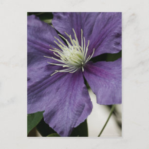 Lila Clematis Postkarte