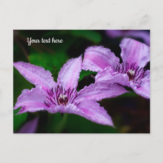 Lila Clematis Postkarte (Vorderseite)