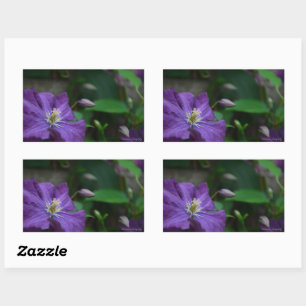 Lila Clematis Rechteckiger Aufkleber